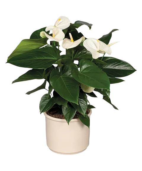Pianta anthurium bianco