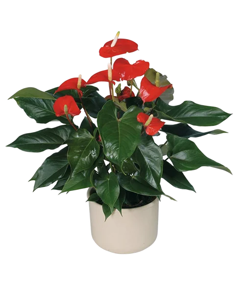 Pianta anthurium rosso