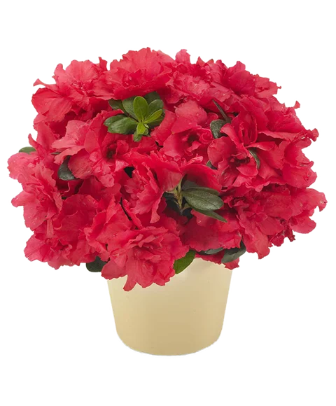 Pianta di azalea rossa