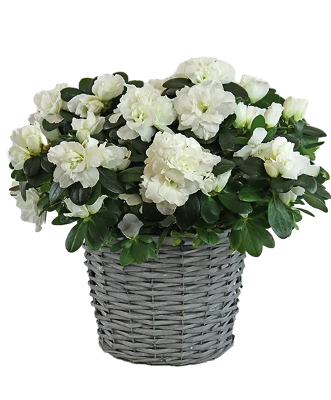 Pianta di azalea bianca