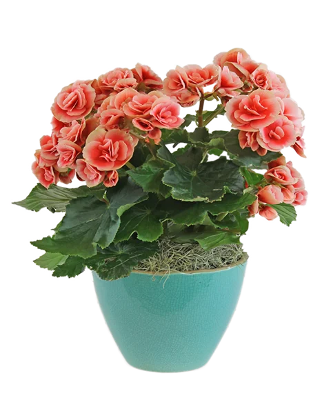 Pianta di begonia
