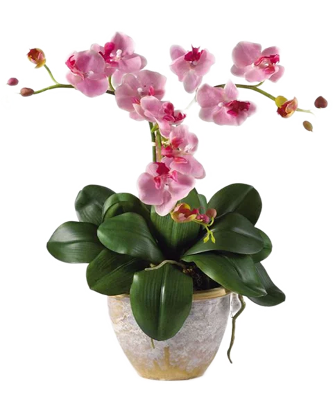Orchidea Phalaenopsis