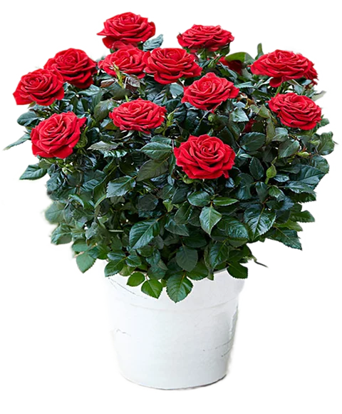 Pianta di roselline