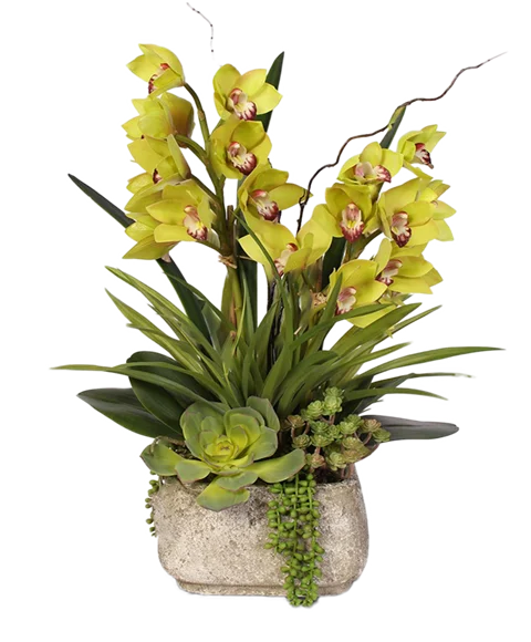 Pianta di orchidea